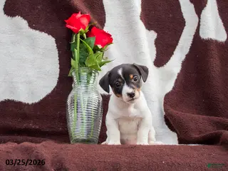 Jack Russell Terrier dogs Mack - Ad 5