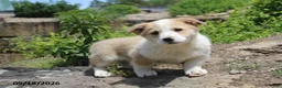 Mixed Breed dogs for sale: Ollie - Ad 7