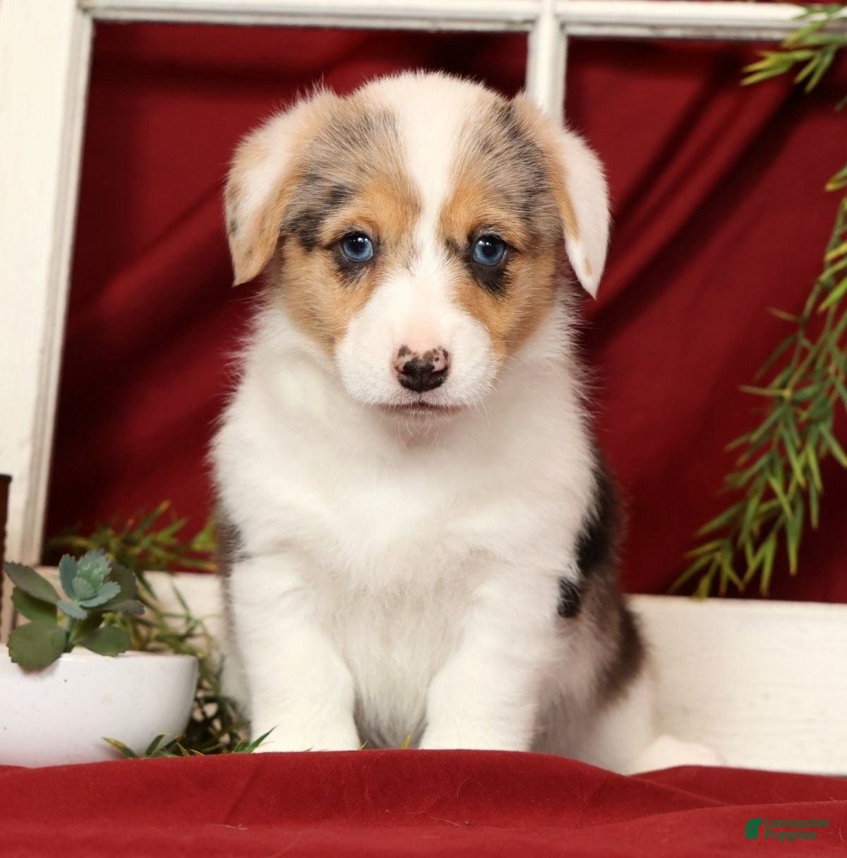 Welsh Corgi Pembroke dogs Teresa - Ad 2