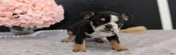 English Bulldog dogs for sale: Ziggy - Ad 5