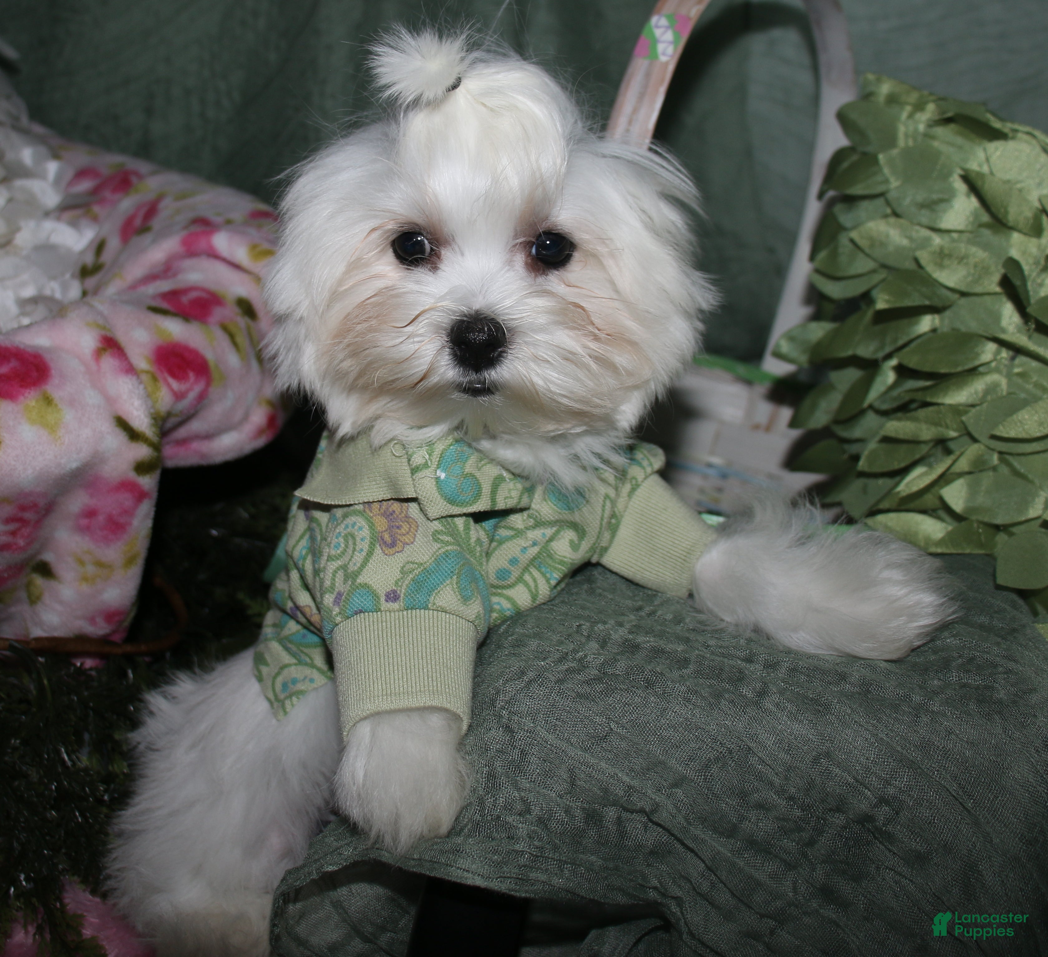 Maltese dogs Archie  - Ad 1