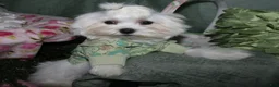 Maltese dogs for sale: Archie  - Ad 1