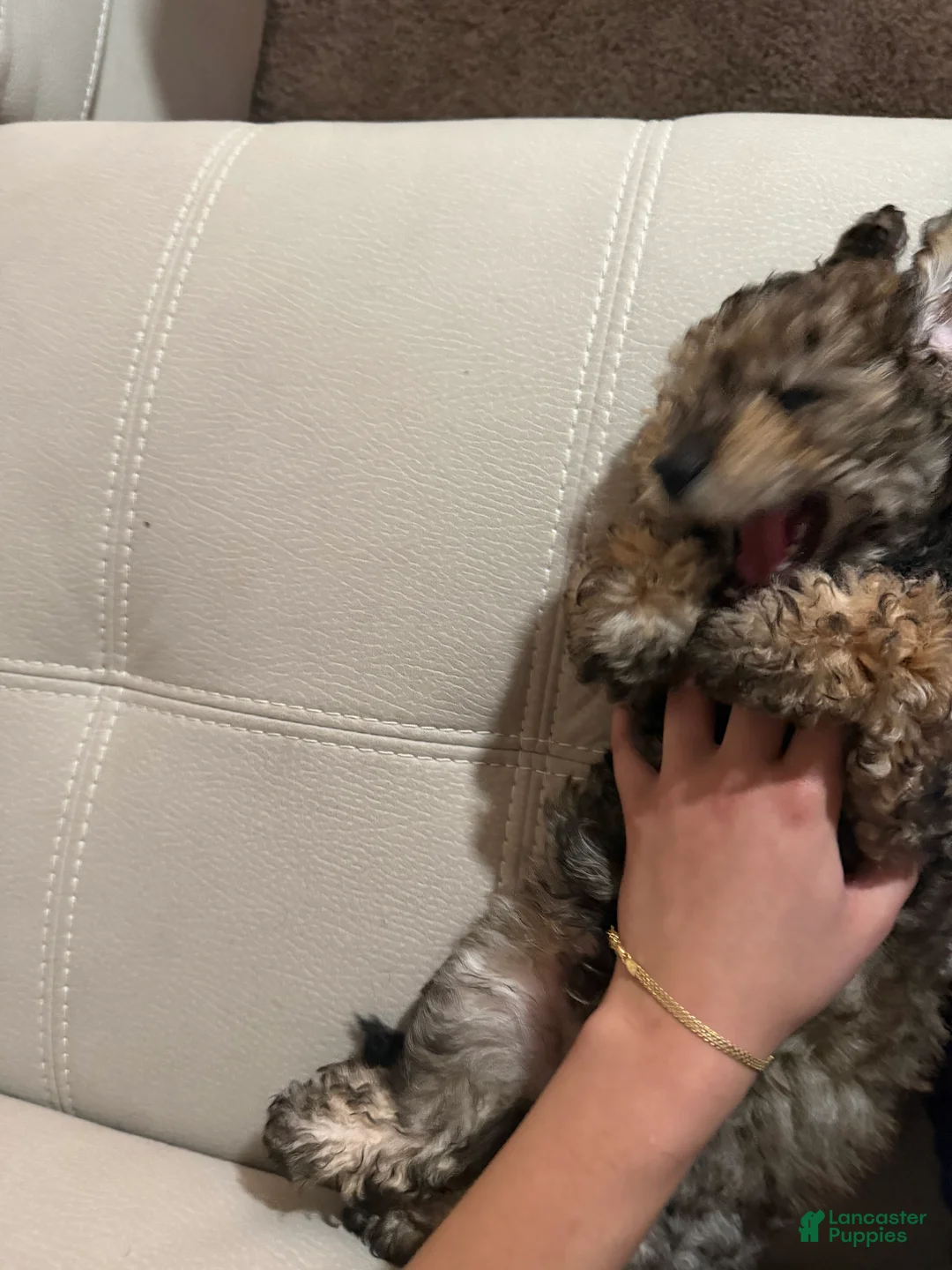 Toy Poodle dogs for sale: Toy Poodle Puppy  - Ad 2
