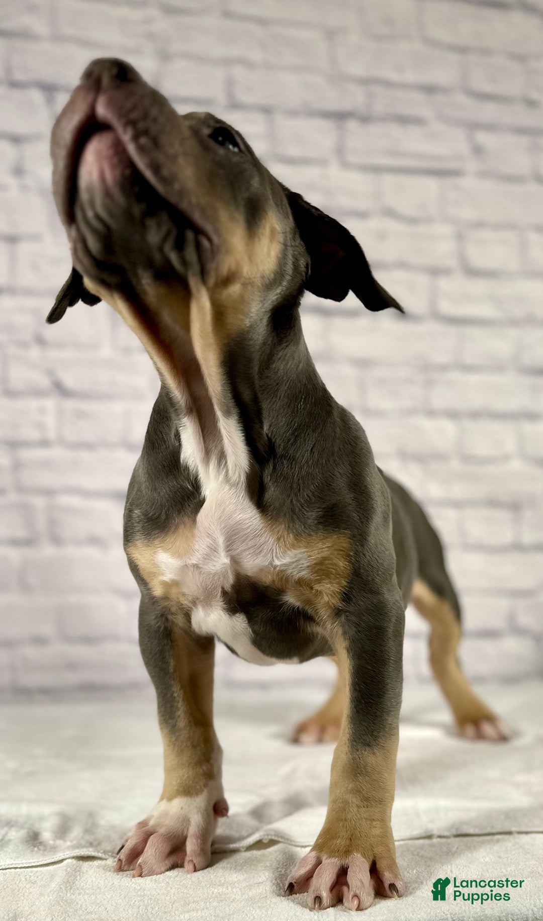 American Bully dogs for sale: Diezel - Ad 9