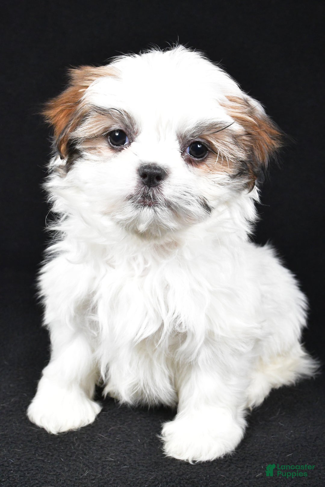 Malshi dogs for sale: Kathy - Ad 8