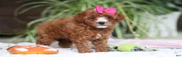 Cavapoo dogs for sale: Joy - Ad 6