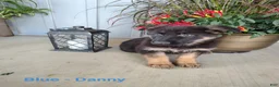 German Shepherd dogs for sale: Danny - blue - Ad 1