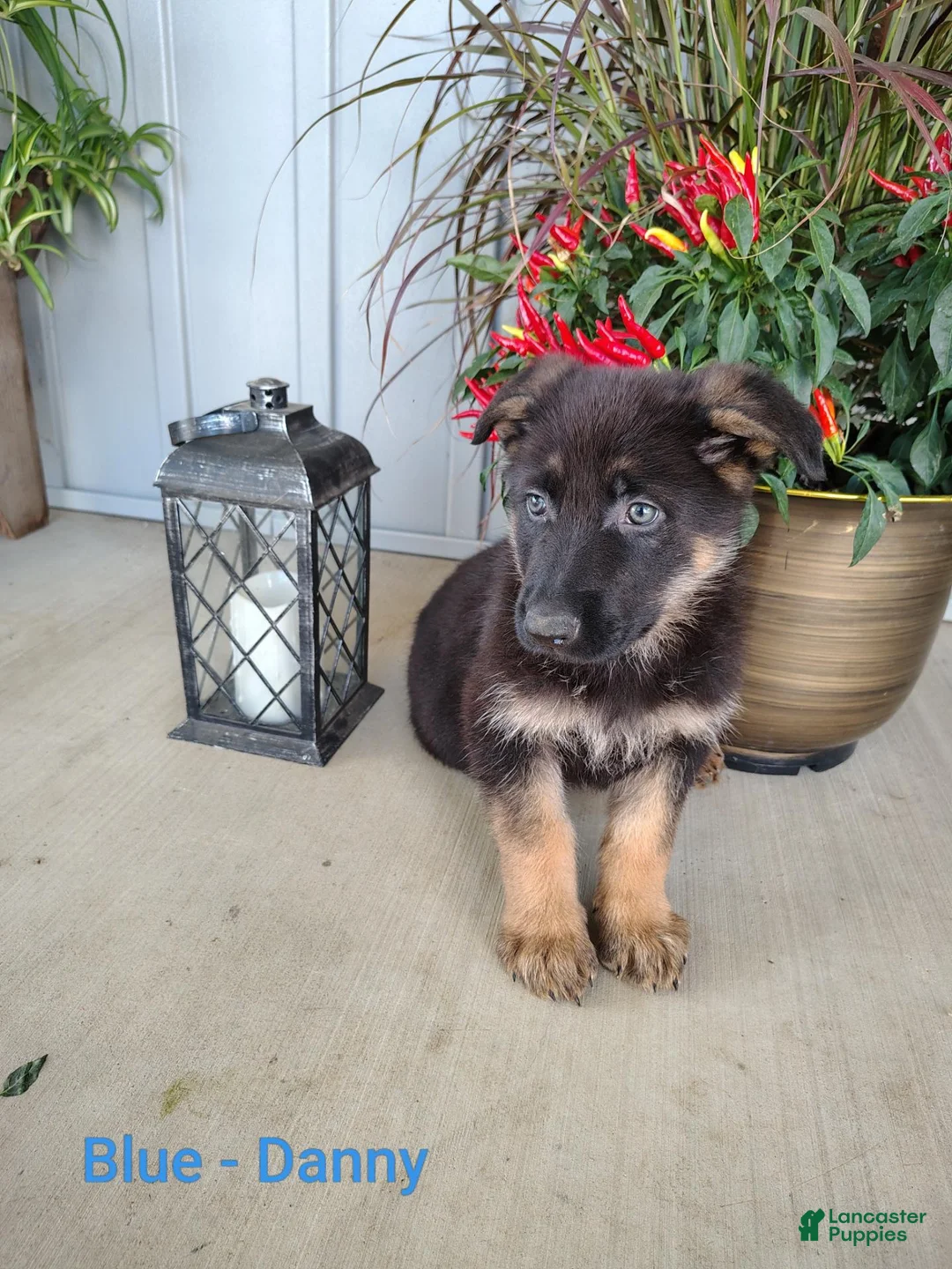 German Shepherd dogs for sale: Danny - blue - Ad 1