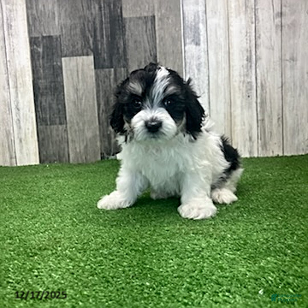 Maltipoo dogs for sale: Jamie - Ad 2