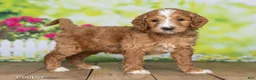 Goldendoodle dogs for sale: Cooper - Ad 3