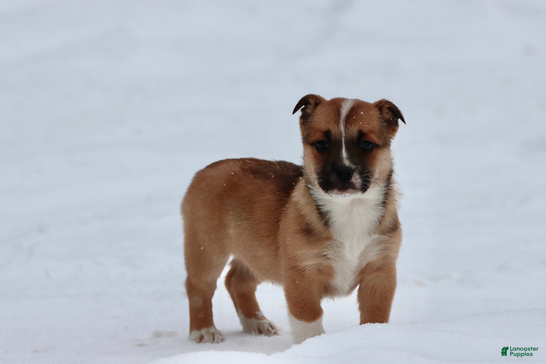 Mixed Breed dogs for sale: French Fry - Ad 2