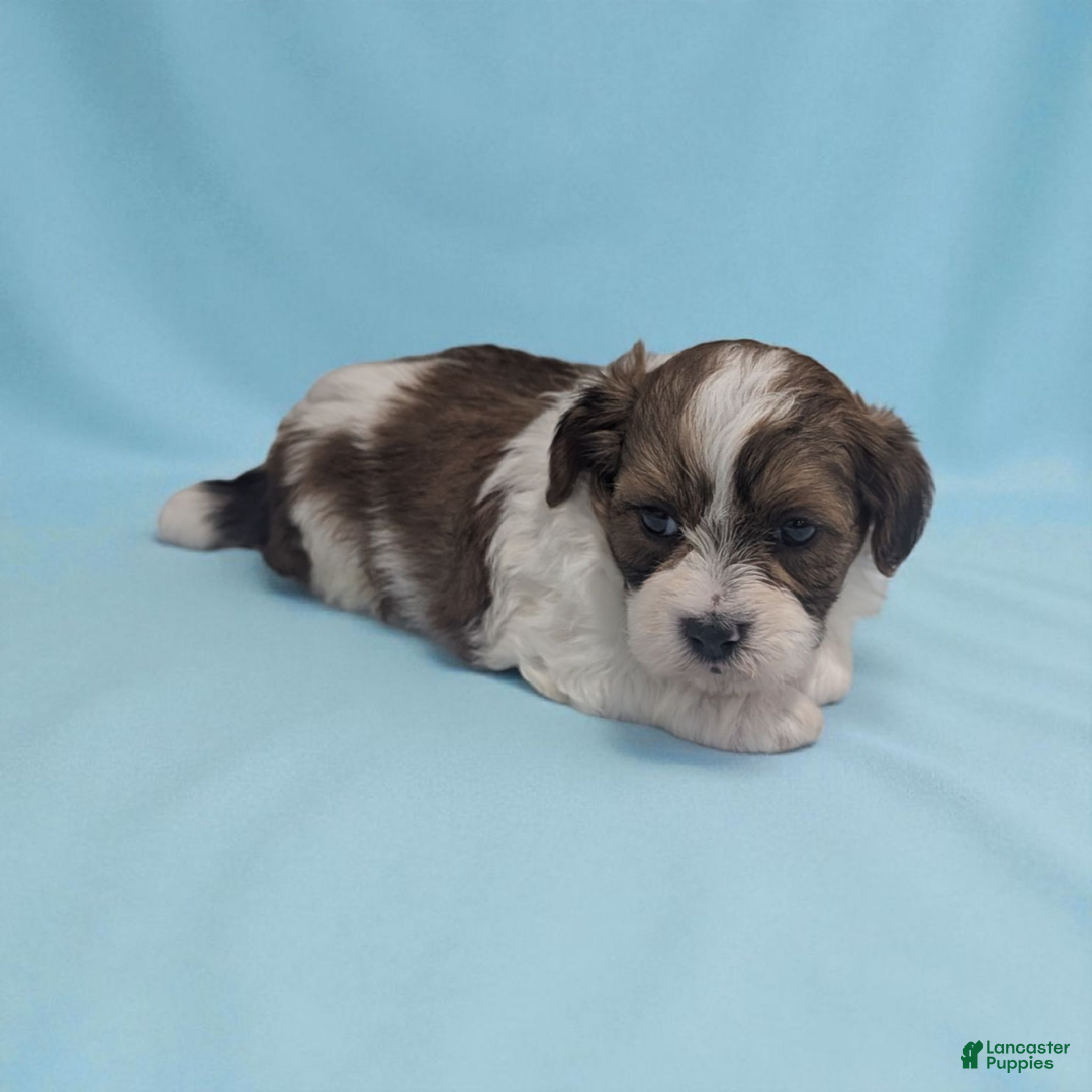 Shihpoo dogs for sale: Alex - Ad 2