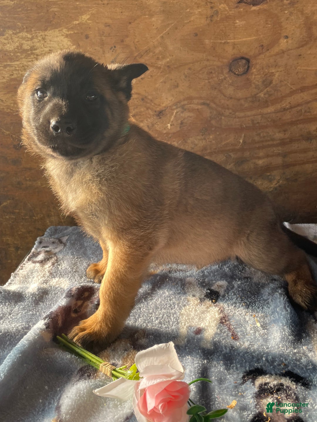 Belgian Malinois dogs for sale: Thor - Ad 3