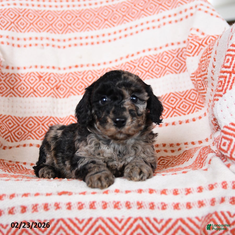 Miniature Poodle dogs Benny - Ad 2