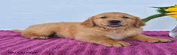 Golden Retriever dogs for sale: Chestnut - Ad 3