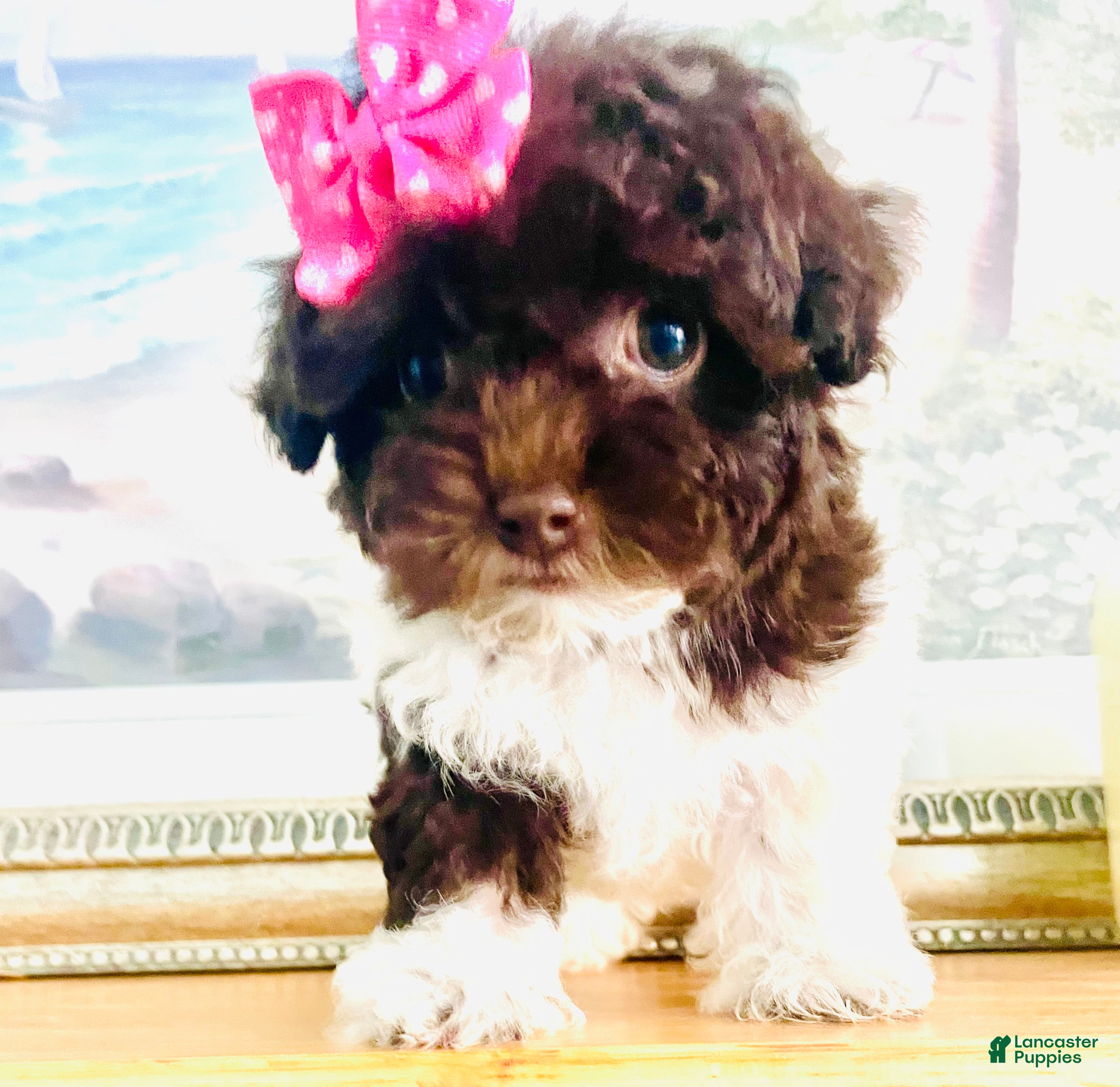 Havapoo dogs Teacup Torie - Ad 2