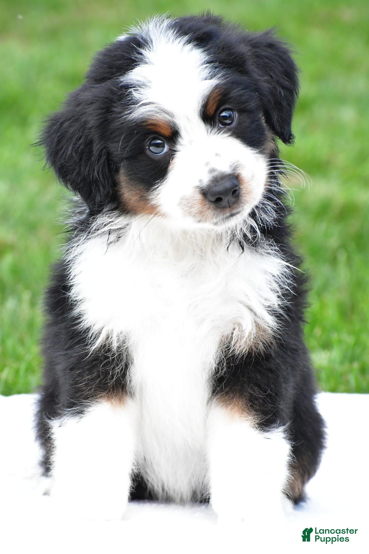 Miniature Australian Shepherd dogs Wilbur - Ad 2