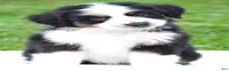 Miniature Australian Shepherd dogs for sale: Wilbur - Ad 2