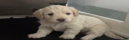 Mini Goldendoodle dogs for sale: Mini Goldendoodle 2 - Ad 13