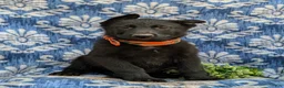 German Shepherd dogs for sale: Maxfield - Ad 4