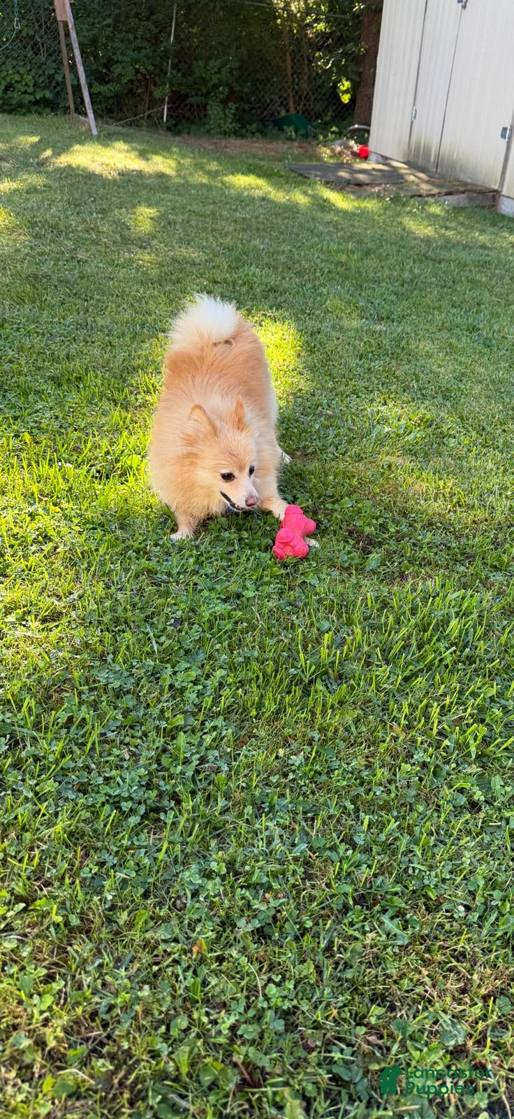 Pomeranian dogs Pomeranian Puppy 1 - Ad 5