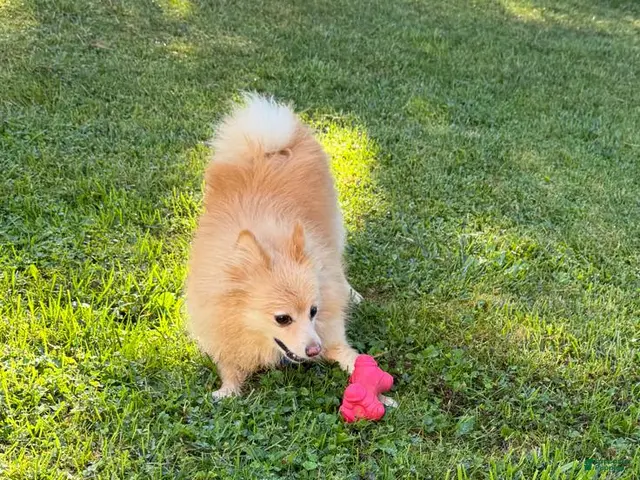 Pomeranian dogs for sale: Pomeranian Puppy 1 - Ad 16