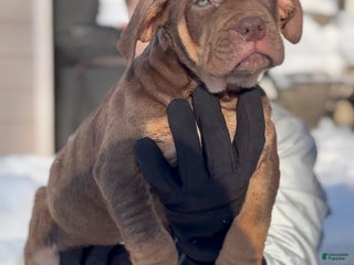 American Bully dogs NPeddy - Ad 4