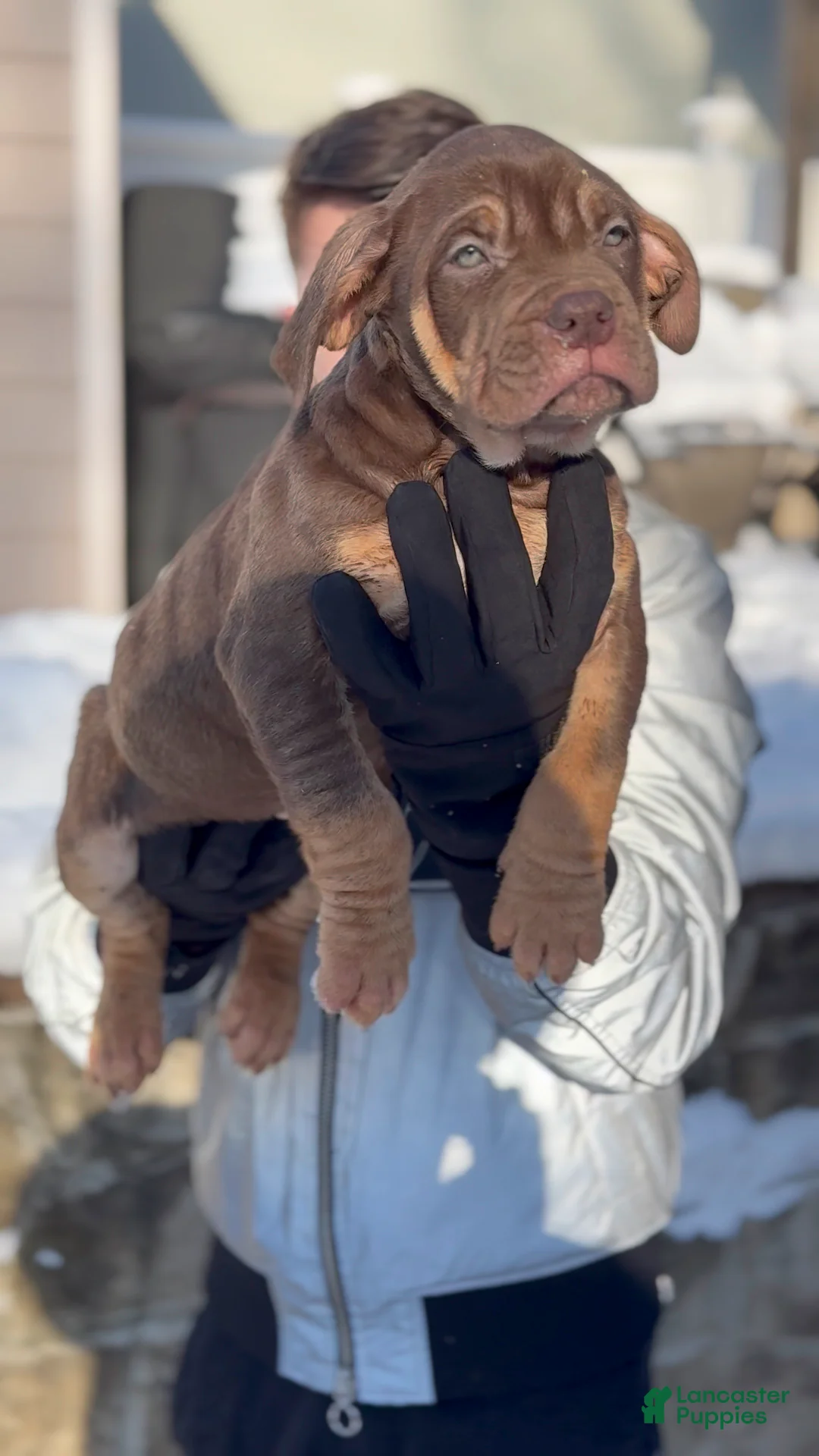 American Bully dogs for sale: Honey bun - Ad 2