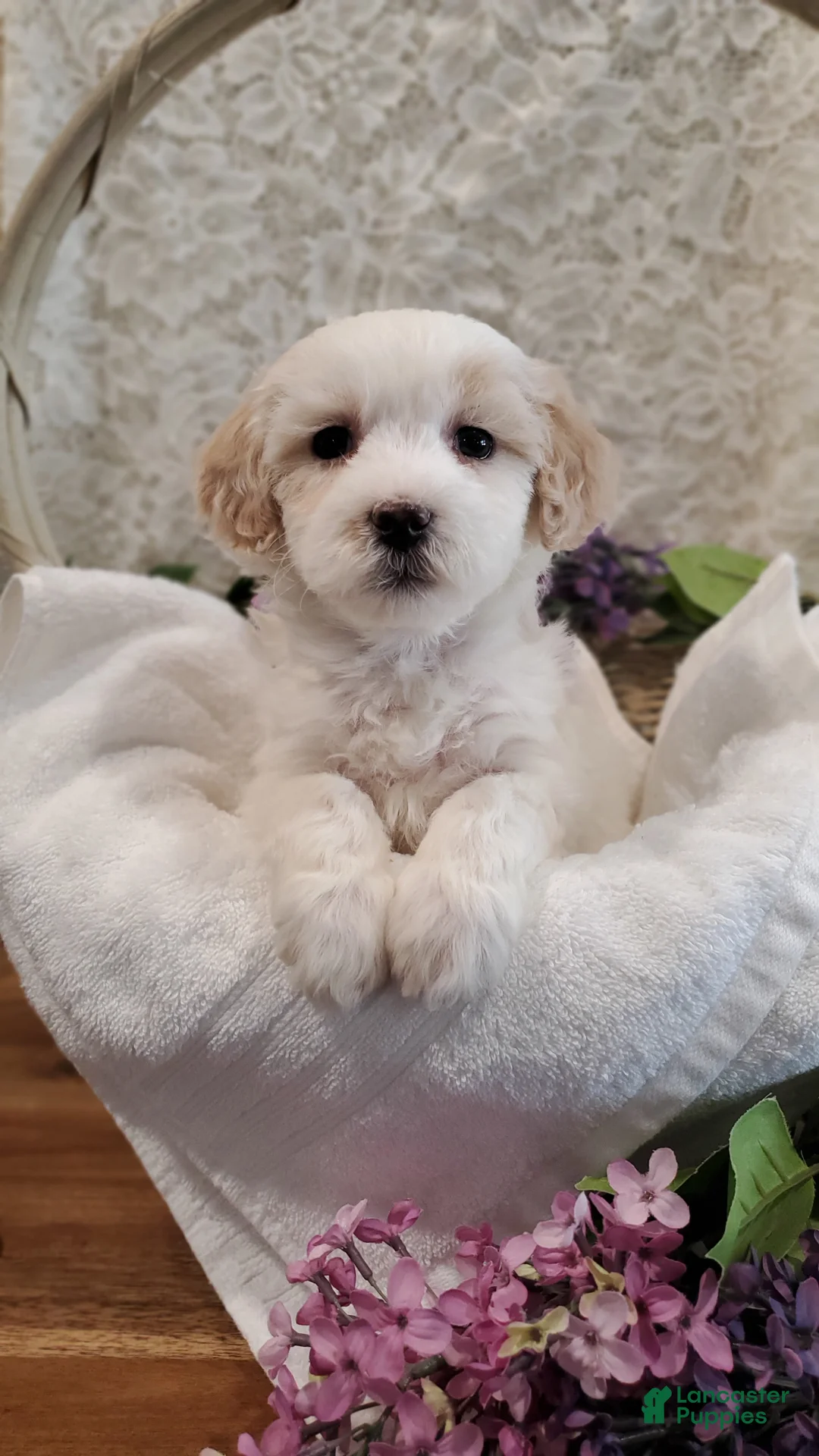 Mixed Breed dogs for sale: Gracie - Ad 2