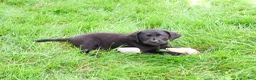 Labrador Retriever dogs for sale: Iridessa  - Ad 9