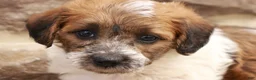 Jackapoo dogs for sale: Jonathan - Ad 5