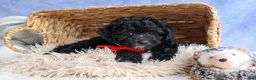 Bichpoo dogs for sale: NOEL - Ad 7