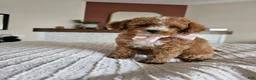 Cavapoo dogs for sale: 🌿 ELIO F1B Cavapoo Male — $1295 - Ad 4