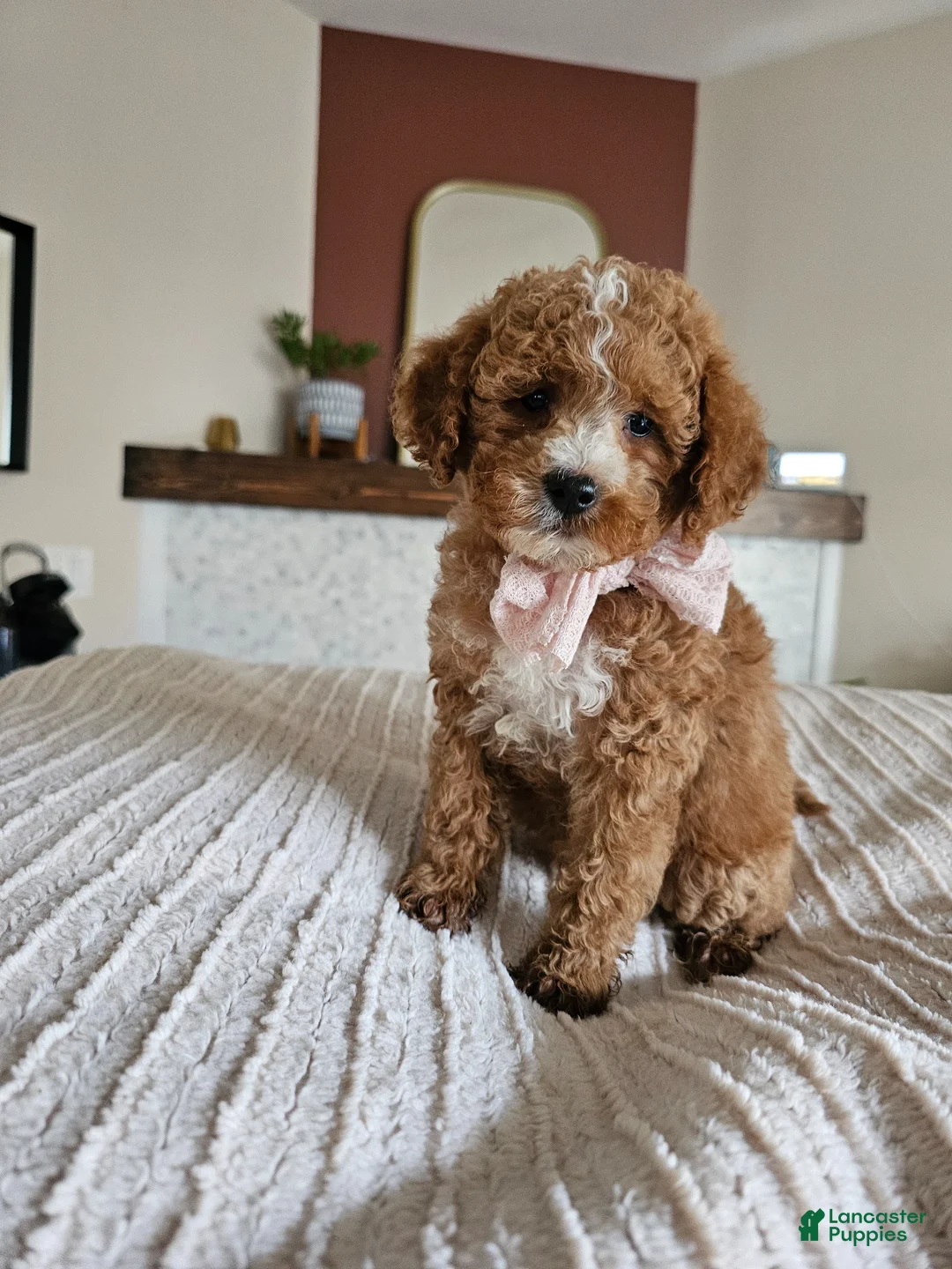Cavapoo dogs for sale: 🌼 ZINNIA F1B Cavapoo Female — $1295 - Ad 2