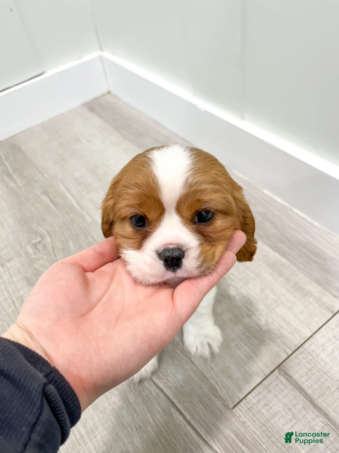 Cavalier King Charles Spaniel dogs for sale: Victor - Ad 7