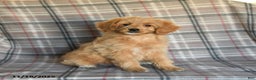 Mini Goldendoodle dogs for sale: Sera - Ad 2