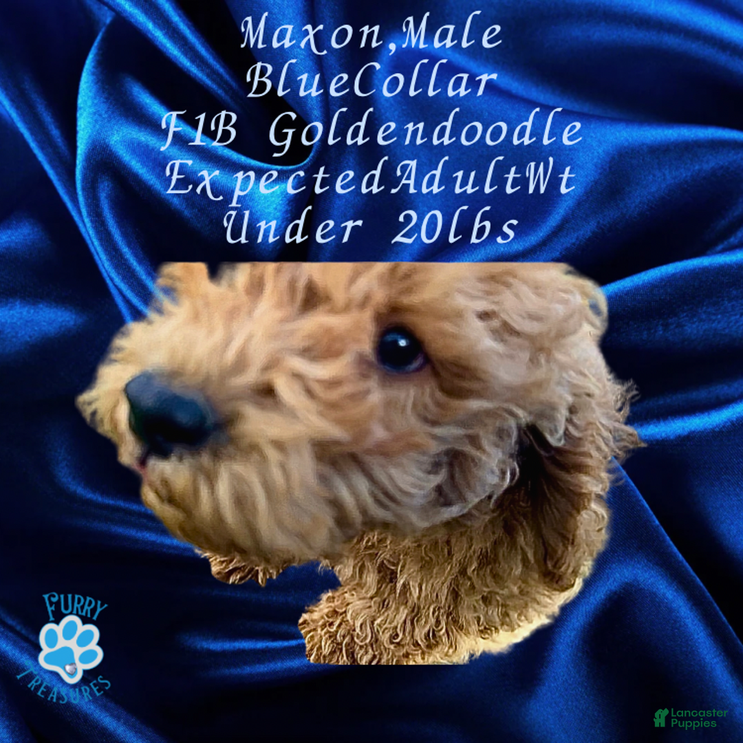 Goldendoodle dogs for sale: Maxon “ Blue Collar” Male - Ad 3