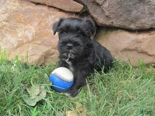 Miniature Schnauzer dogs Miniature Schnauzer 6 - Ad 6
