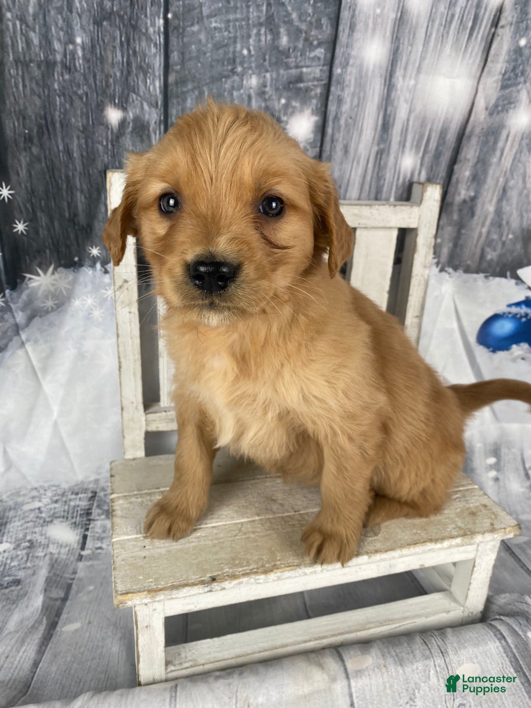 Golden Retriever dogs for sale: Suzy - Ad 5