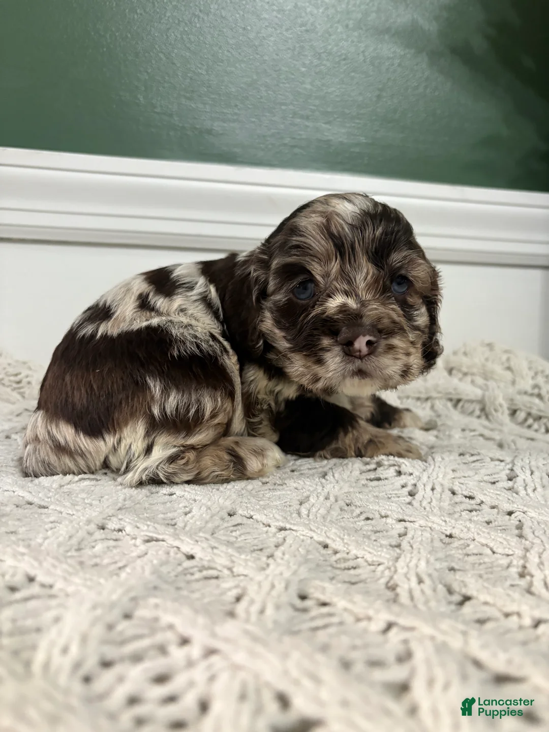 Cocker Spaniel dogs for sale: Merle Haggard - Ad 1