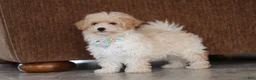 Maltipoo dogs for sale: Bodie - Ad 8