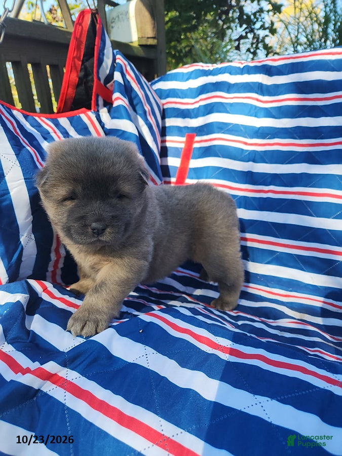 Chow Chow dogs for sale: Bella - Ad 2