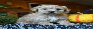 Mopsy