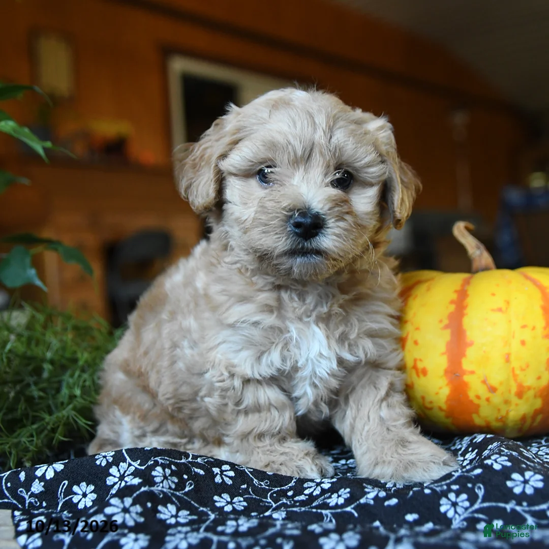 Maltipoo dogs for sale: Mopsy - Ad 1