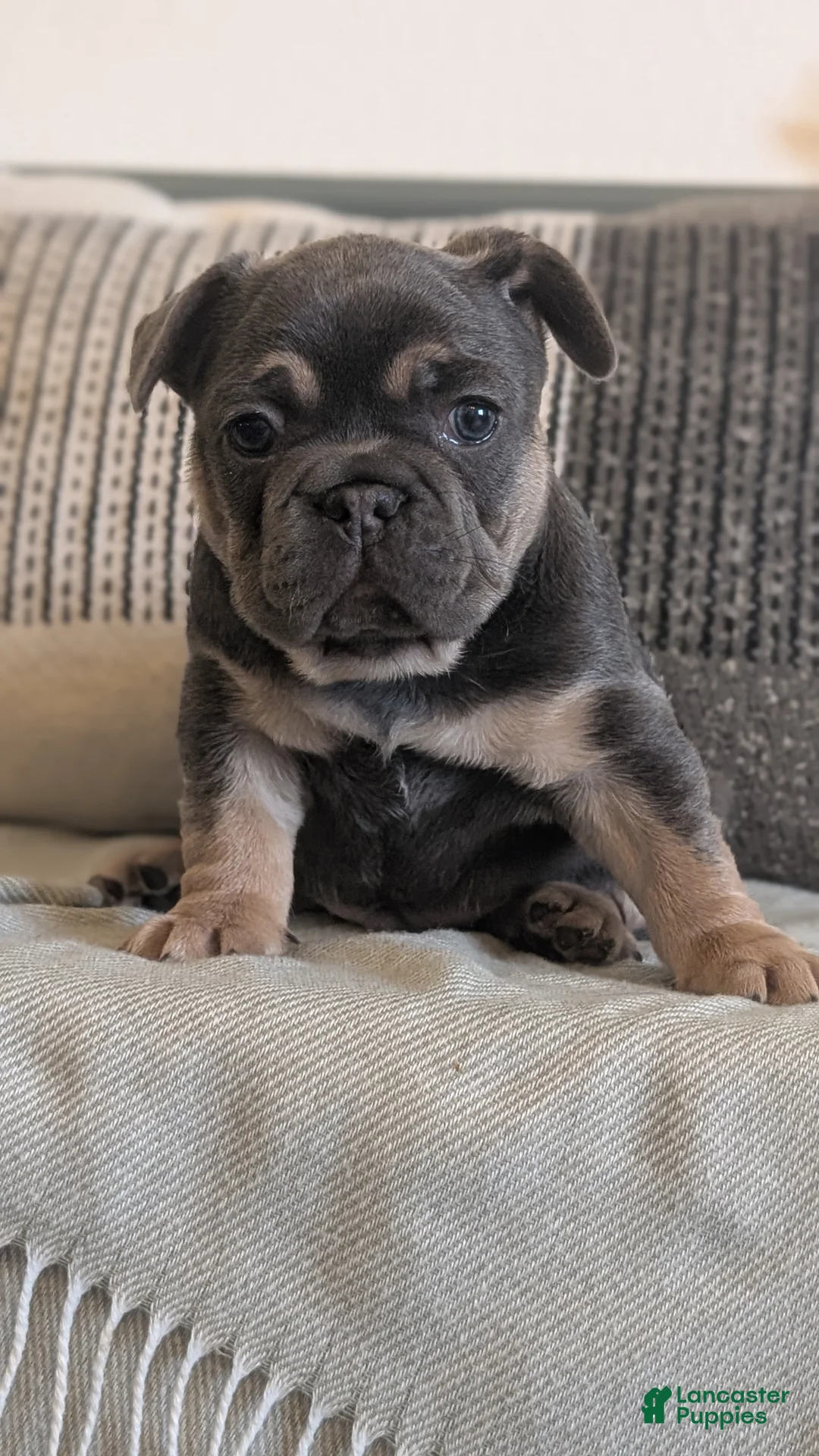 French Bulldog dogs for sale: Riley - Ad 10