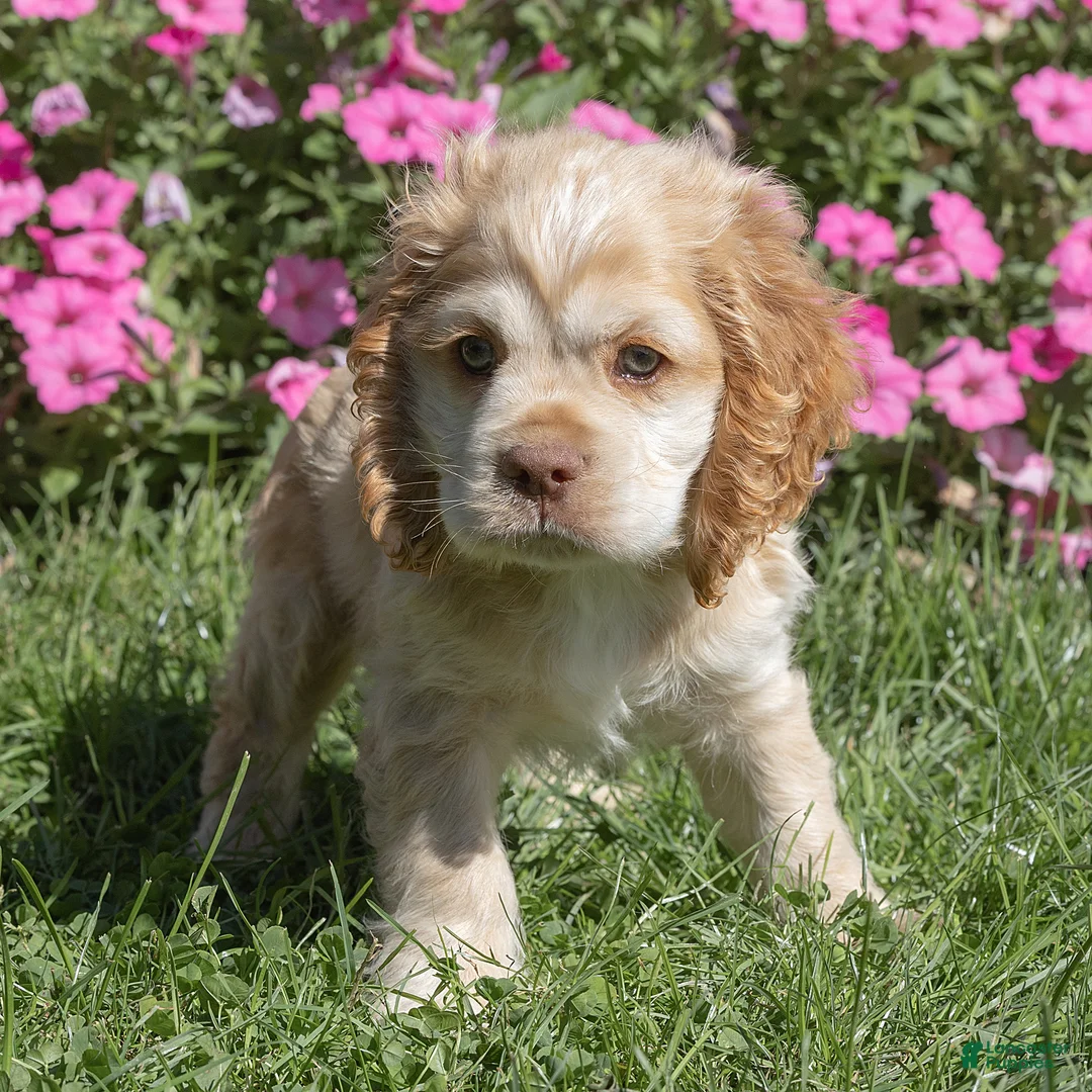 Cocker Spaniel dogs for sale: Louie Cocker Spaniel  - Ad 2