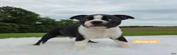 Boston Terrier dogs for sale: Hayes - Ad 3
