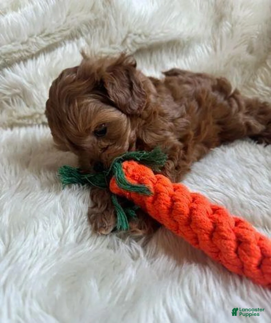 Cavapoo dogs for sale: Kate - Ad 6