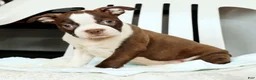 Boston Terrier dogs for sale: Ryan - Ad 8