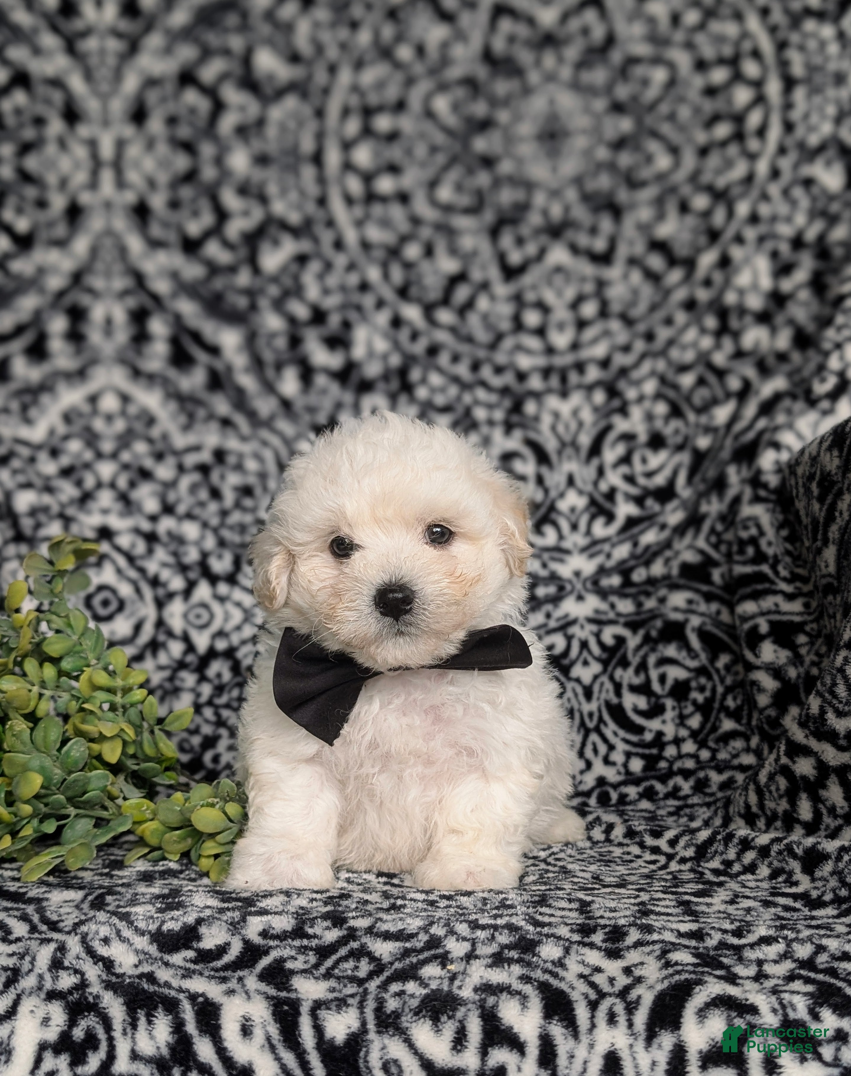 Bichon Frise dogs Barney - Ad 1